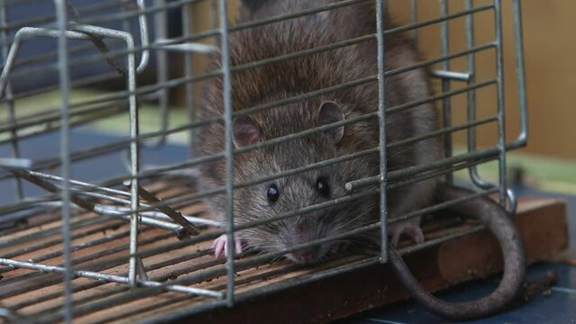Adult Brown Rat, Rattus norvegicus, caught in a live trap. UK