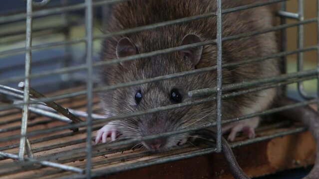 A Brown Rat, Rattus norvegicus,  in trap. UK