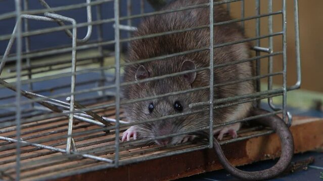 Close up of a Brown Rat, Rattus norvegicus, caught in a live trap. UK