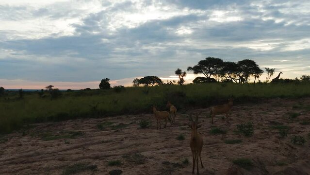Aerial view over Topi Antelopes standing on savannah, cloudy sunset in Africa