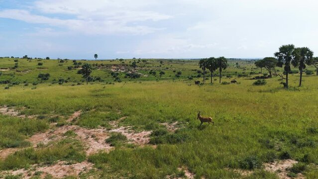 Aerial view of acc running across African Savanna on a sunny day - Damaliscus lunatus jimela