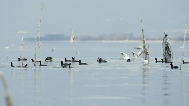 A group of Lesser White-fronted Goose swim fish lake kerkini Greece