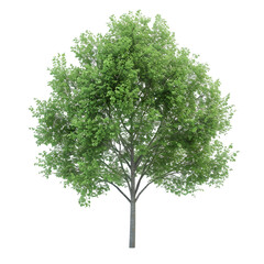Linden tree on isolated background