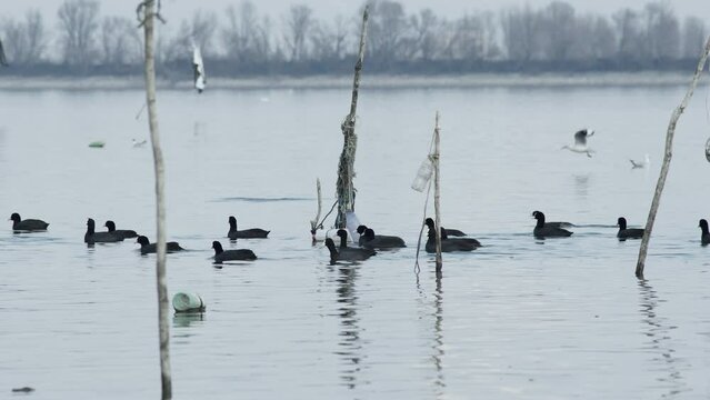 A group of Lesser White-fronted Goose swim fish lake kerkini Greece