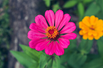 Zinnia elegans flowers in pink, photo of flowers with spring colors, the most famous annual flowering plant of the genus Zinia