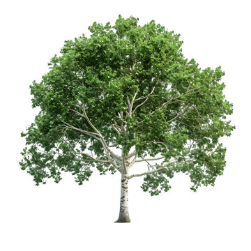 London Plane tree on isolated background