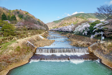 箱根 宮城野早川堤の桜 神奈川のお花見