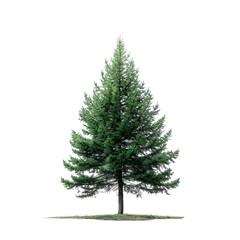 Pine tree on isolated background