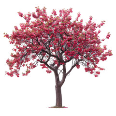 Obraz premium Plum tree on isolated background
