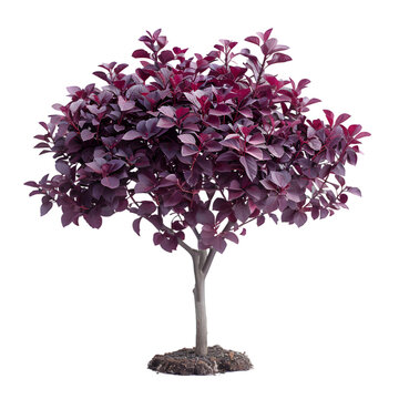 Purpleheart tree on isolated background