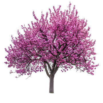 Redbud tree on isolated background