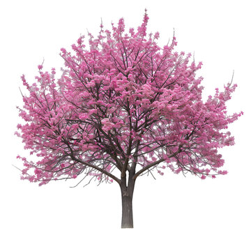 Redbud tree on isolated background