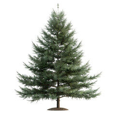 Fototapeta premium White Pine tree on isolated background