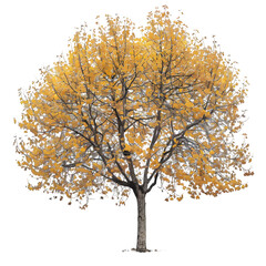 Sycamore tree on isolated background