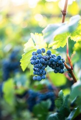 A cluster of ripe blue grapes basks in the warm glow of the setting sun