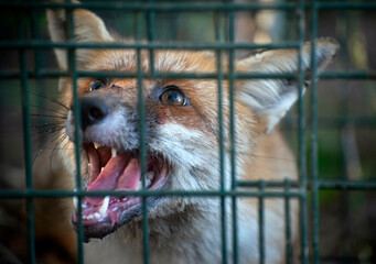 Naklejka premium red fox trapped