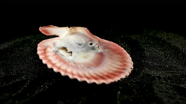 Pecten Seashell on a black sand HD