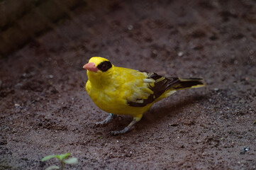 Black-naped oriole (Oriolus chinensis) on the ground
