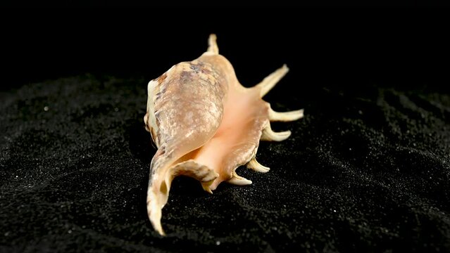 Lambis Lambis Seashell on a black sand HD