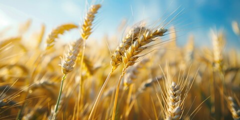 Fototapeta premium Field of golden wheat with blue sky in background