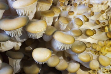 Oyster mushroom - Pleurotus ostreatus