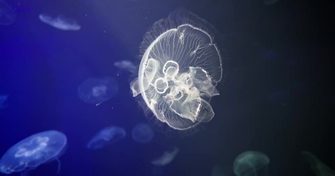 A translucent Moon Jellyfish floats with delicate elegance, its intricate patterns radiating through the serene blue waters of its oceanic home.