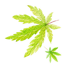 Set of green cannabis indica leaves painted in watercolor. Hand drawn marijuana illustration isolated on white  - 758608350