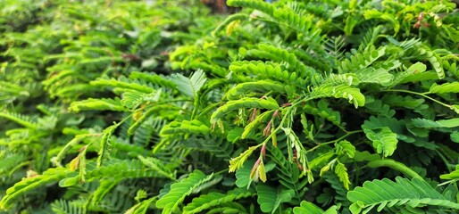 Green tamarind shoots, green background.