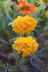 Yellow and orange marigold flowers (tagetes) in bloom, beautiful marigold flower closeup in garden - obrazy, fototapety, plakaty