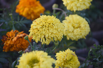 Yellow and orange marigold flowers (tagetes) in bloom, beautiful marigold flower closeup in garden - obrazy, fototapety, plakaty