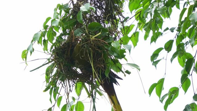 Wild green oropendola, psarocolius viridis building pendulous nests woven from natural fibers, hanging from the outer branches of tall trees in tropical forests during breeding season, close up shot.