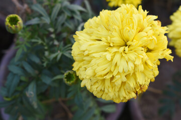Yellow marigold flowers (tagetes) in bloom, beautiful marigold flower closeup in garden