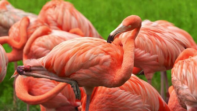 American flamingo, phoenicopterus ruber standing with one foot, preening and grooming its vibrant plumage, close up shot of exotic bird species.