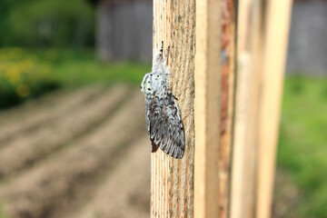 Puss moth butterfly (Cerura vinula) resting daytime on a wooden slat close up natural conditions, sunny day, summer, Europe