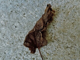 Brown dry leaf on cement floor