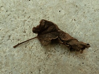 Brown dry leaf on cement floor