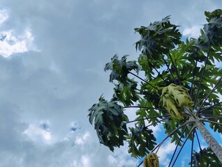 Green papaya leaves under the sky