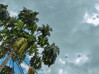 Green papaya leaves under the sky