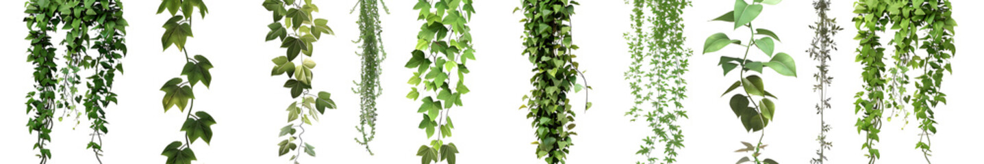 A collection of forest plants and trees, including climbing vines, set against a white background with a clipping path. Suitable for nature-themed designs, environmental campaigns, and botany projects