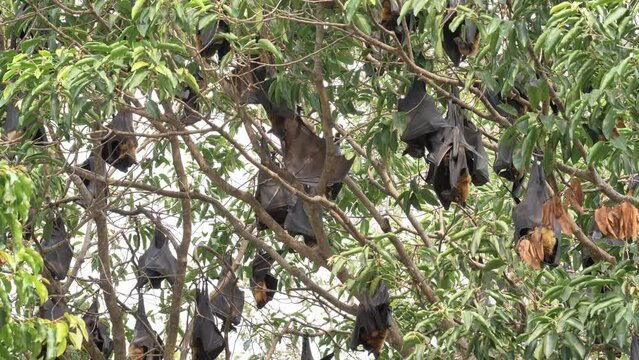 Lyle's flying foxes (Pteropus lylei) hangs on a tree branch