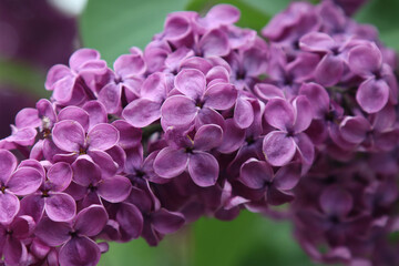 Closeup of common Lilac