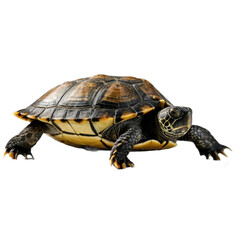 Fototapeta premium Turtle, Photo of a Turtle isolated on Plain White Background, Photo Studio Shoot of Turtle with a Transparent/PNG Background