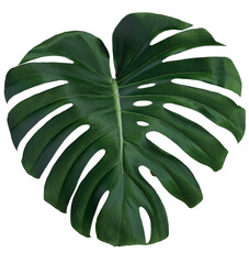 Green leaves of monstera or split-leaf philodendron (Monstera deliciosa)  the tropical forest plant, evergreen vine isolated on background. 3D rendering - obrazy, fototapety, plakaty
