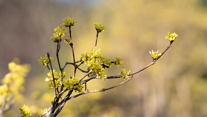 근접 촬영으로 촬영한 산수유꽃