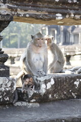 monkets at Angkor Wat