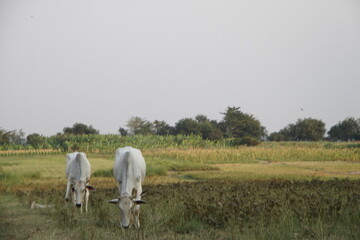 cows in a field