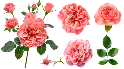 Exquisite Collection of Isolated Roses on Transparent Background - Captivating Floral Beauty for Your Designs, Ideal for Romantic Themes, Valentine's Day, and Botanical Concepts