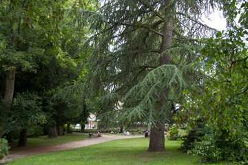 trees in the park