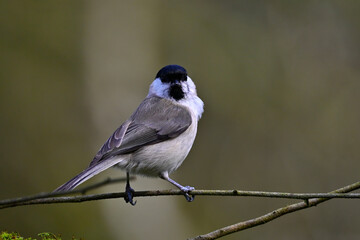 Sumpfmeise // Marsh tit (Poecile palustris)