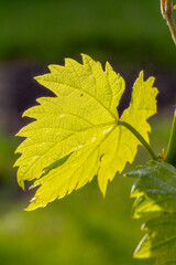 Grape leaf on a bush in the garden.